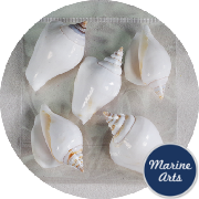 8887-P8 - Shell Craft - White Tulip Conch (5 Pack)